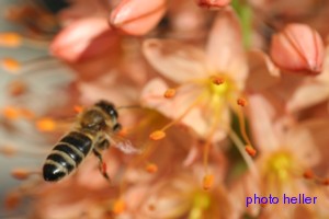 abeille_pollen.jpg