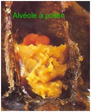 alveole_pollen.jpg