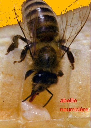 abeille_nourissiere.jpg