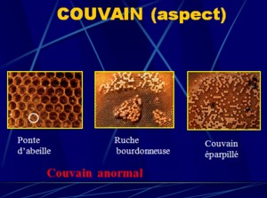 couvain_anormal.jpg