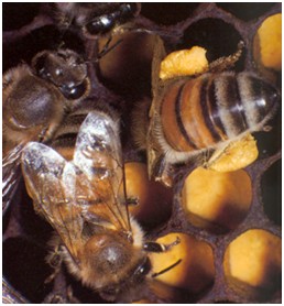 abeilles_1.jpg
