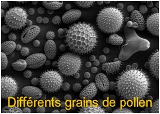 grains_pollen.jpg
