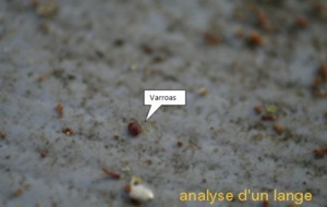 varroas_2.jpg